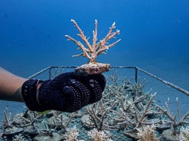 Image of coral held underwater
