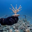 Image of coral held underwater